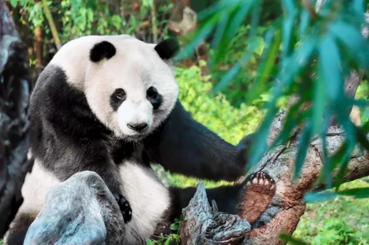 冬季去成都旅游攻略全部,成都周边美食攻略二日游