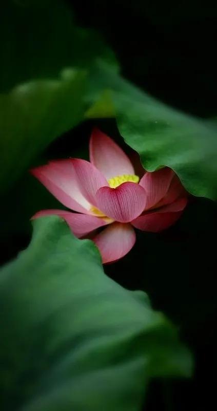 漂亮美丽的荷花壁纸,雨中荷花壁纸荣盛城