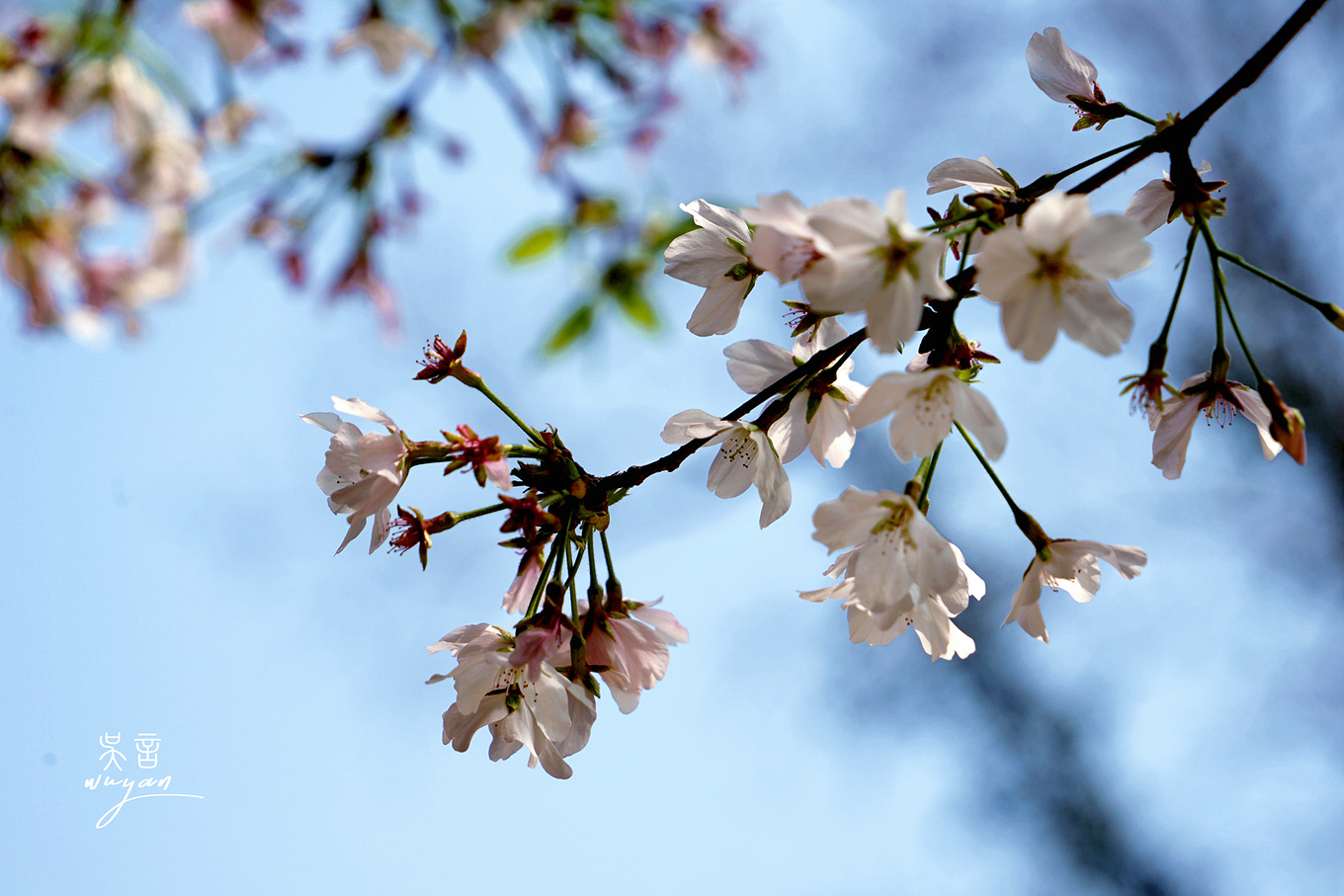 武汉看樱花半日游,武汉看樱花一日游