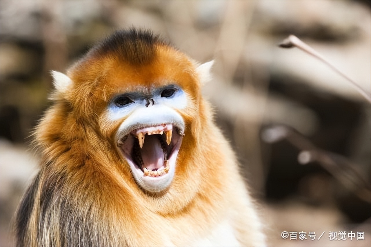 金猴传奇天命战域,金猴传奇烈火之力