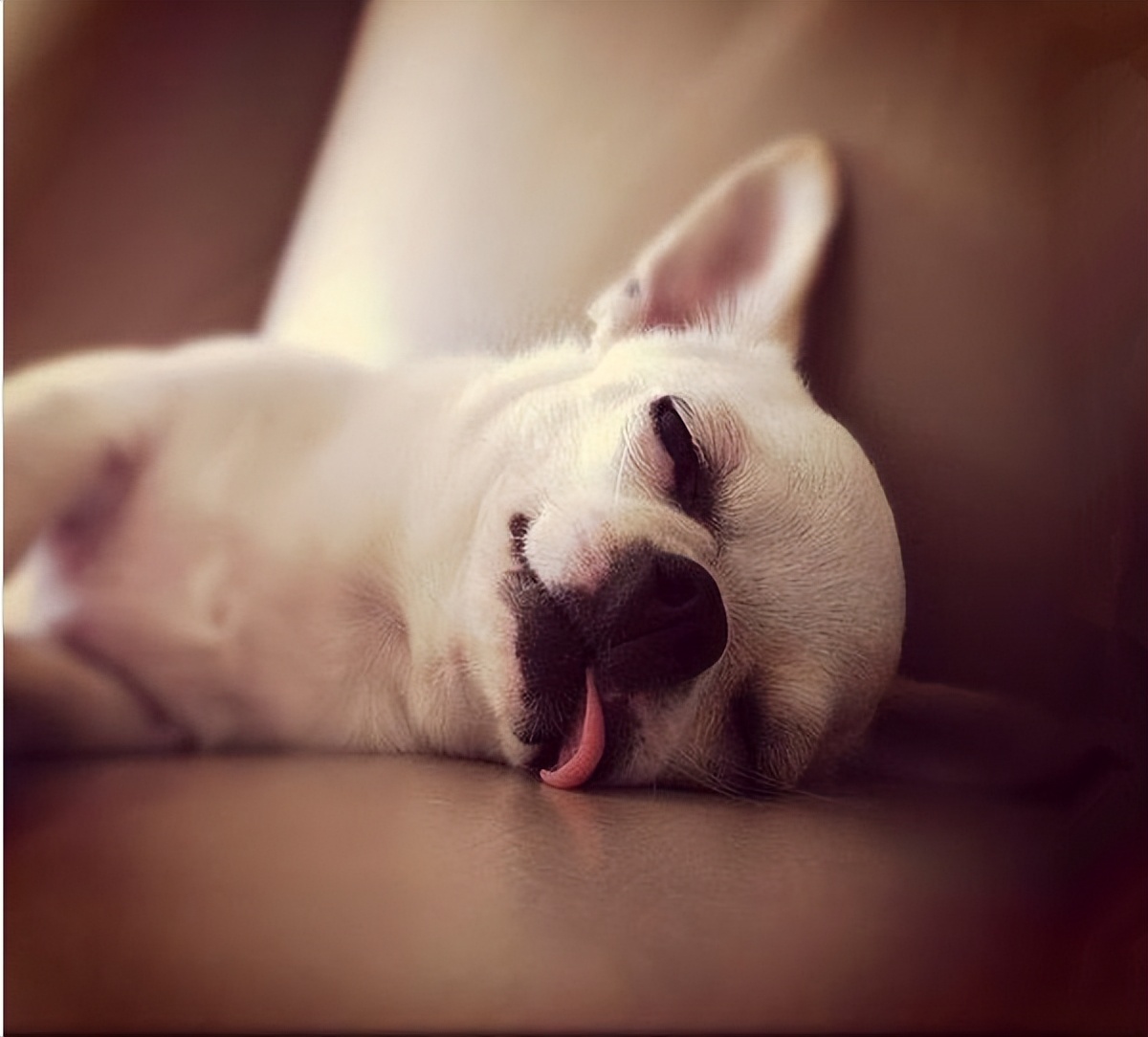 为什么会梦到很多奇怪的动物,做梦梦到好多动物是什么征兆