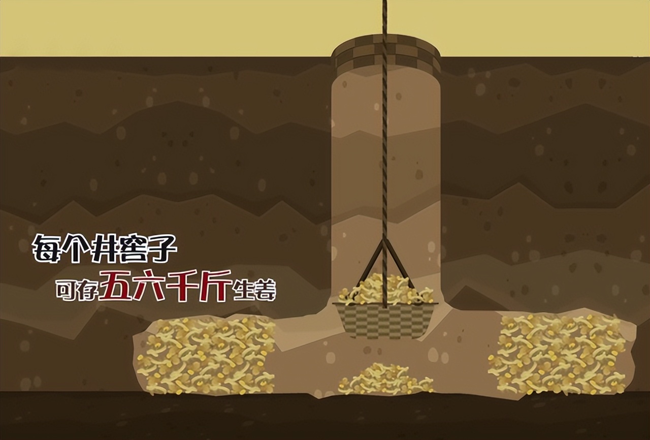 重庆小伙带领全村种生姜创业视频,农民返乡创业种生姜收益可观