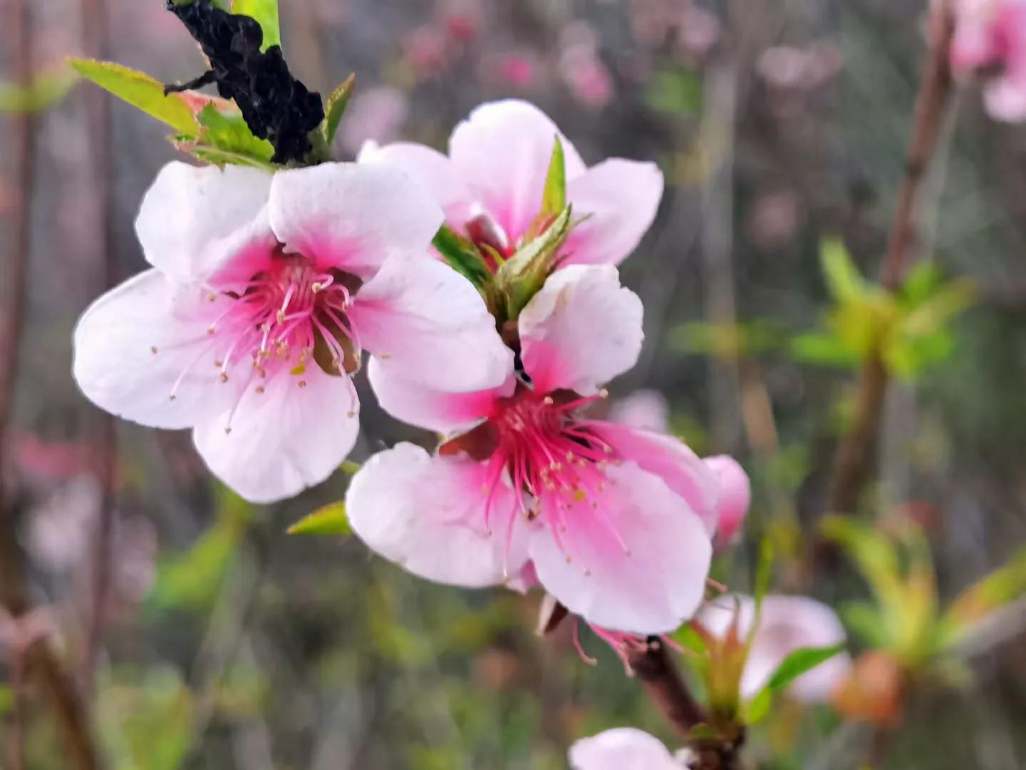 春天来了，“痴花”的您，来彩云之南做个“花吃”吧