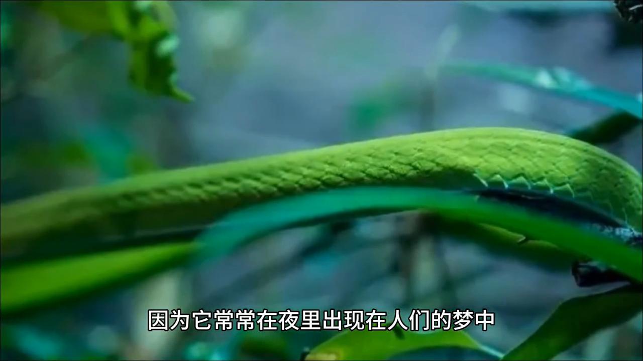 民间故事青蛇报恩,民间故事青蛇全集