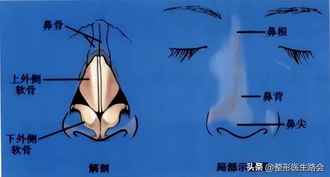 鼻部美学四个关键角度,鼻部美学标准图解