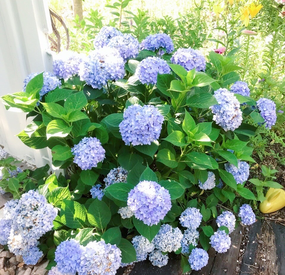 6月绣球小苗怎么养,6月养兰技巧