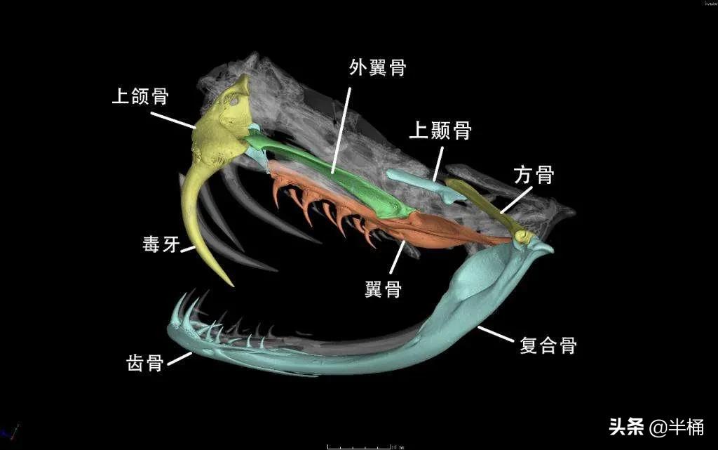 打蛇没打死会报复吗,经常打蛇会被蛇报复吗