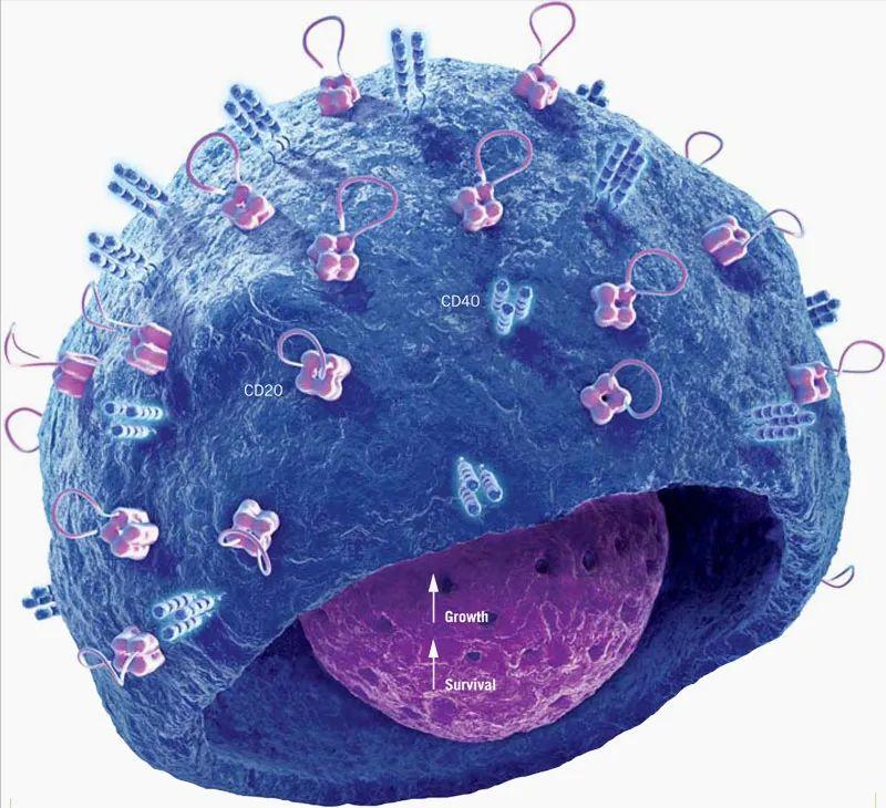 为什么吃菠萝嘴发麻?因为菠萝蛋白酶,没想到好处那么多啊