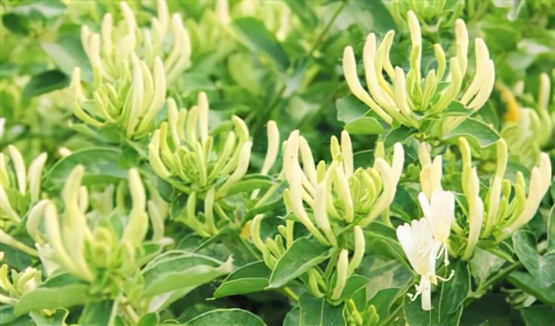 百种鲜花图片欣赏,十种最美丽的鲜花