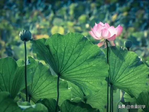 入伏这天天气预示什么,出伏当天天气好是啥预兆