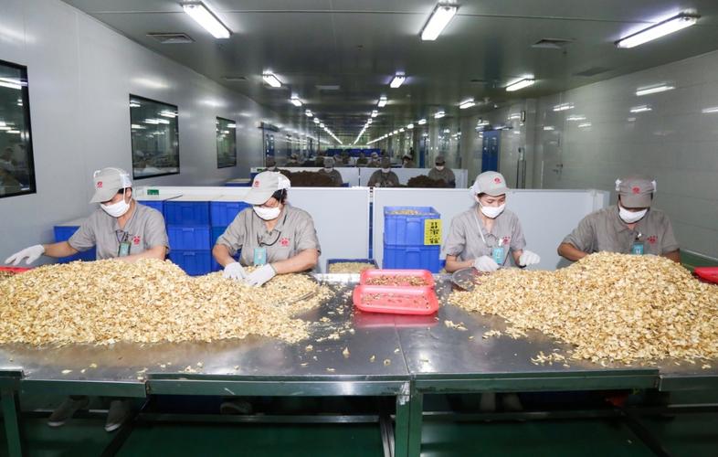 康美药业财务造假股民能追回吗,a股财务造假公司名单康美