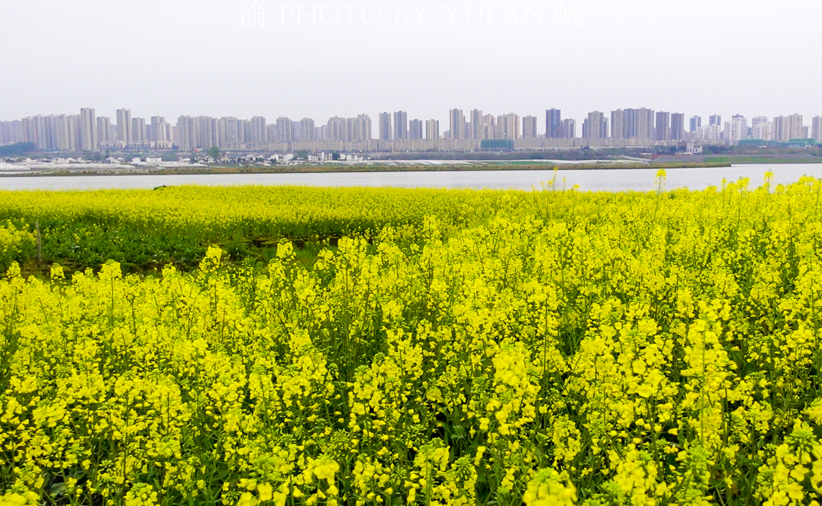 潼南油菜花旅游攻略,美好春日潼南赏花地图快来get