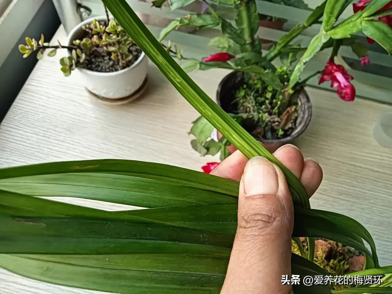兰花拉丝病后期什么颜色图片,兰花拉丝病的症状和治疗方法