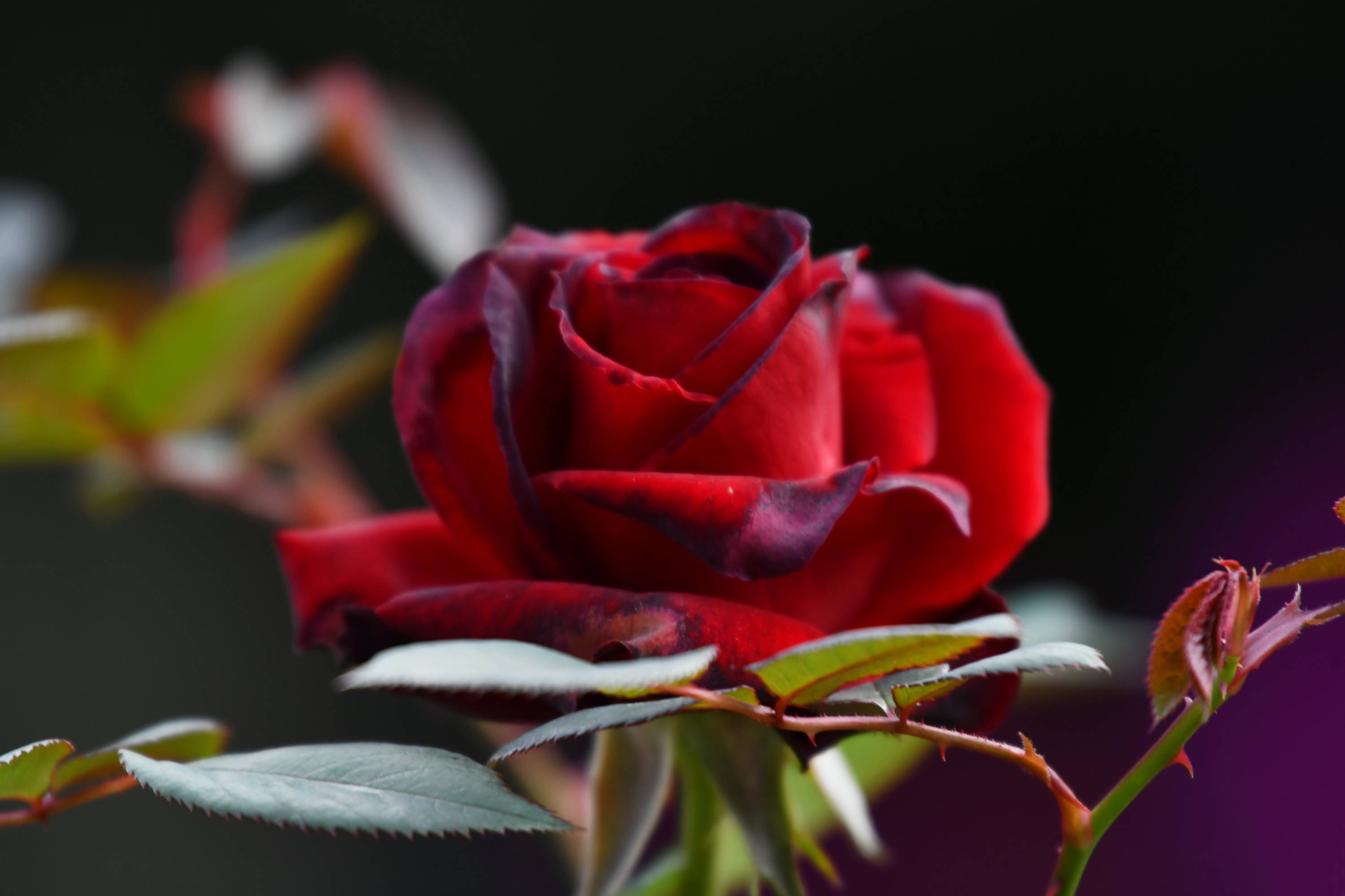 广州市番禺区宝墨园攻略,广州宝墨园景观