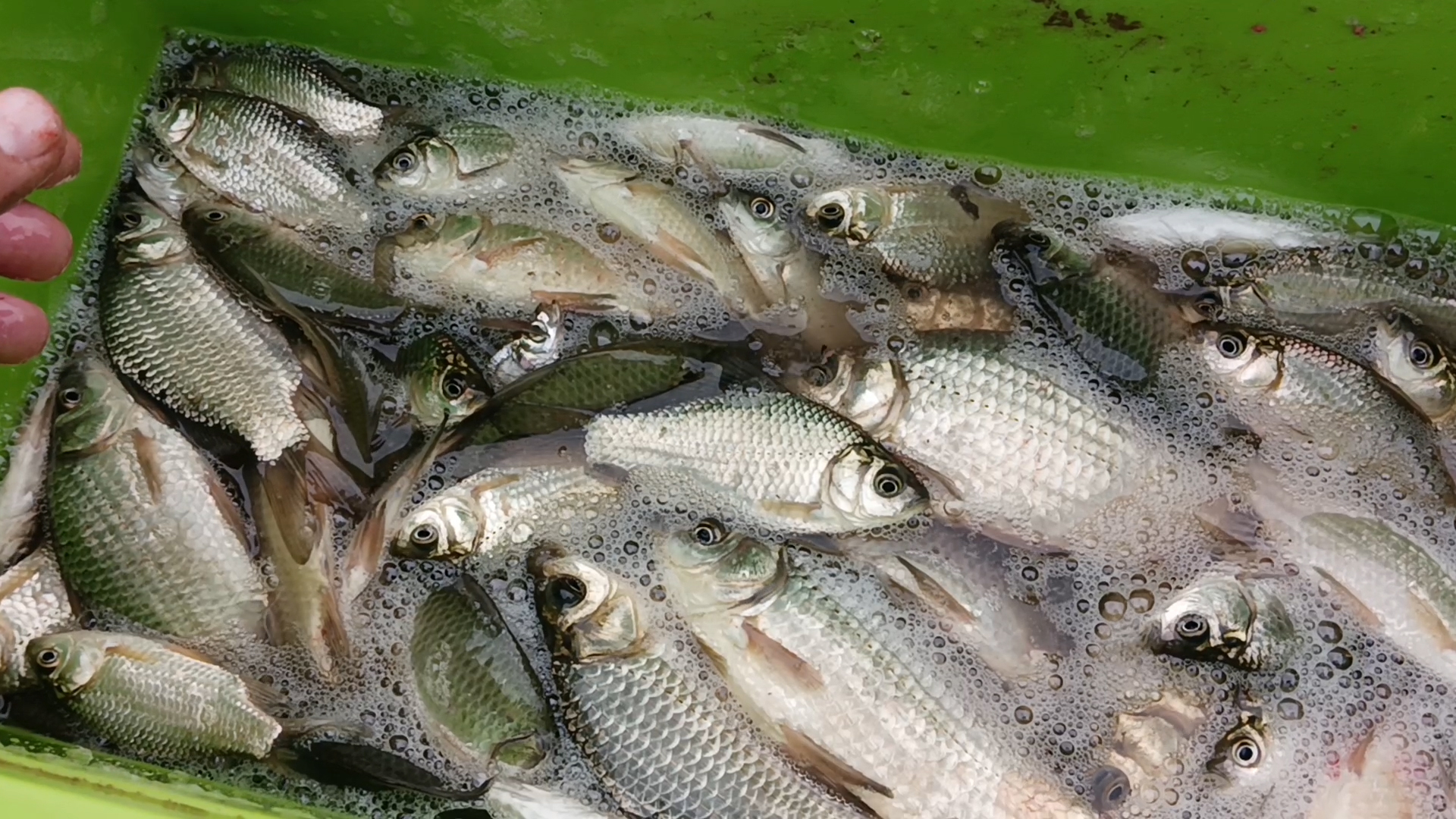 冬季七星漂朝天钩野钓鲫鱼,冬季七星漂双钩野钓鲫鱼