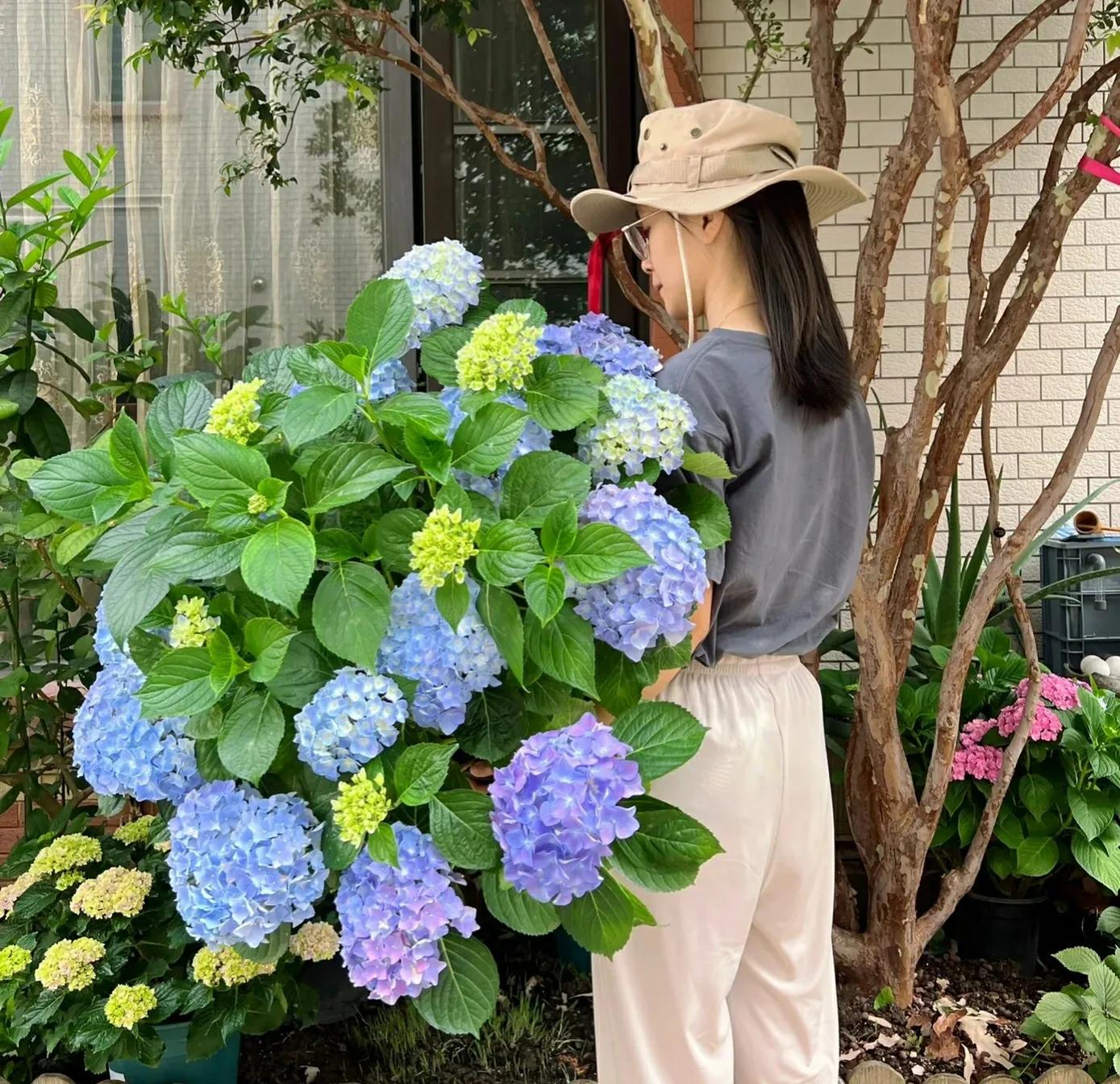 绣球花夏季如何避免打蔫垂头,绣球最怕的复合肥