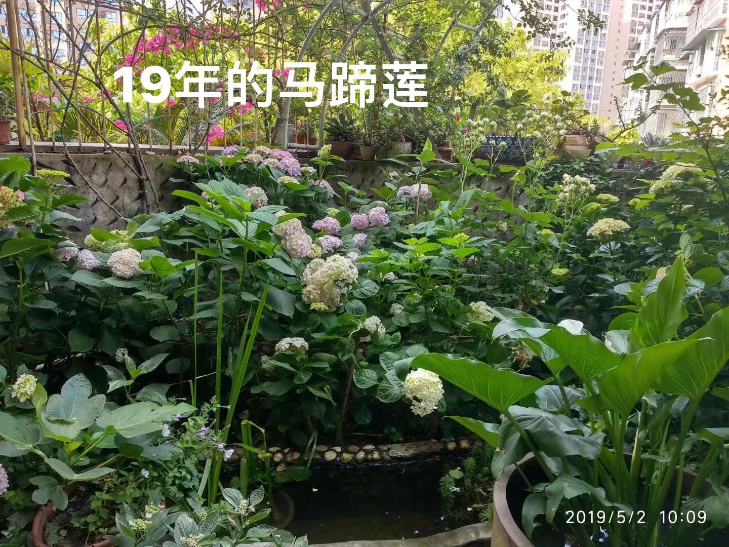 白马蹄莲跟彩色马蹄莲哪个品种好,洁白的马蹄莲图片