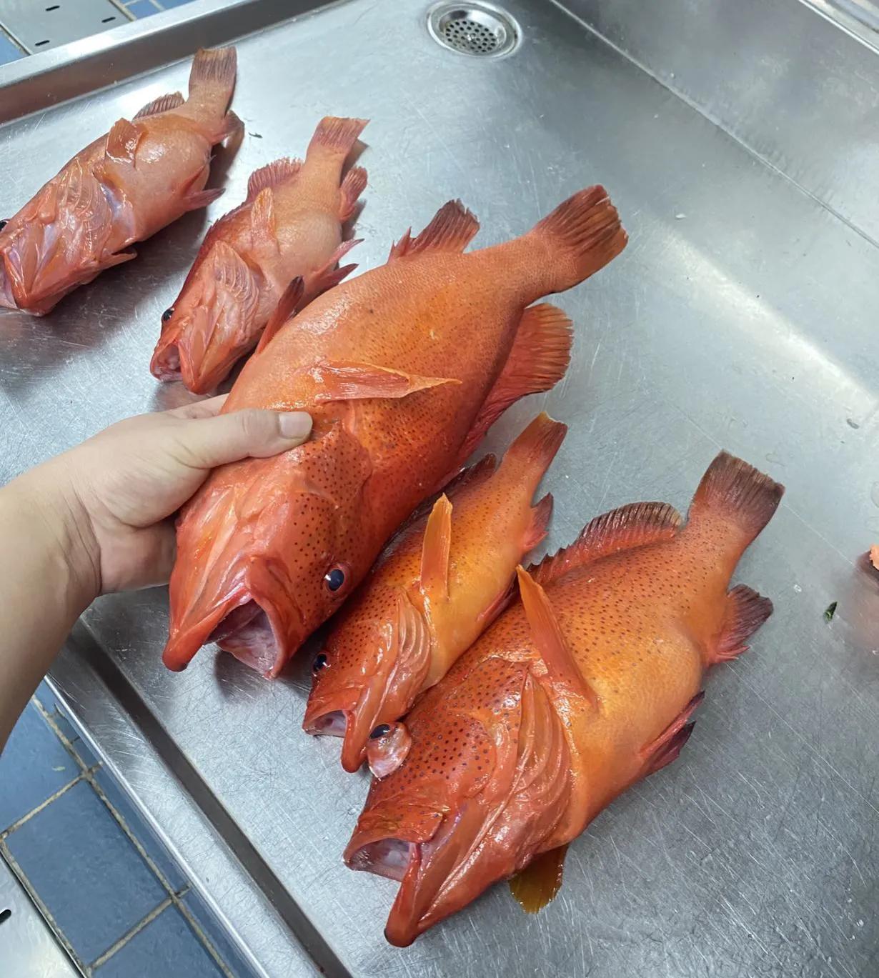 跑船钓鱼,跑船人的乐趣