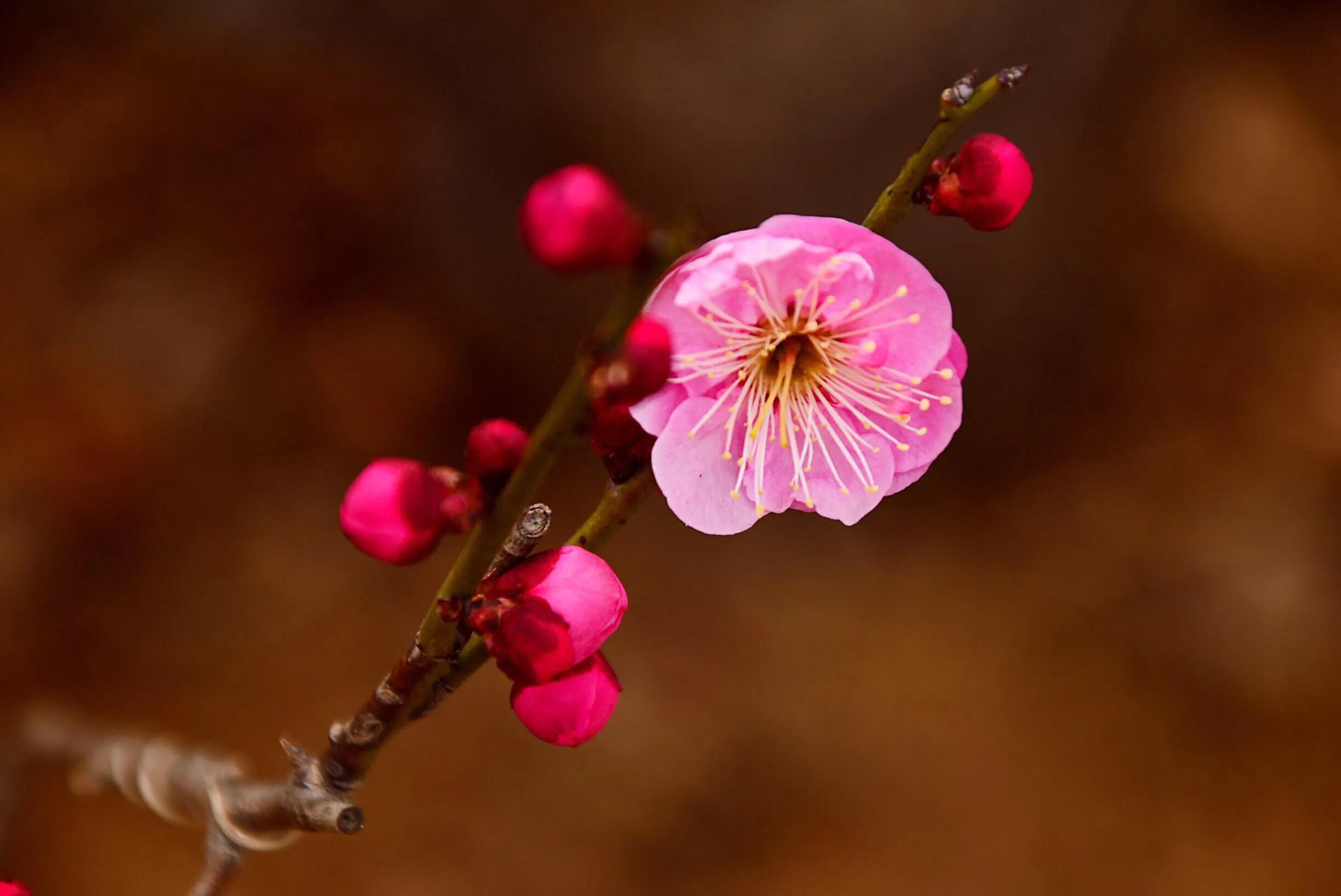 花卉摄影秋日的浪漫,花卉摄影春暖梅花开