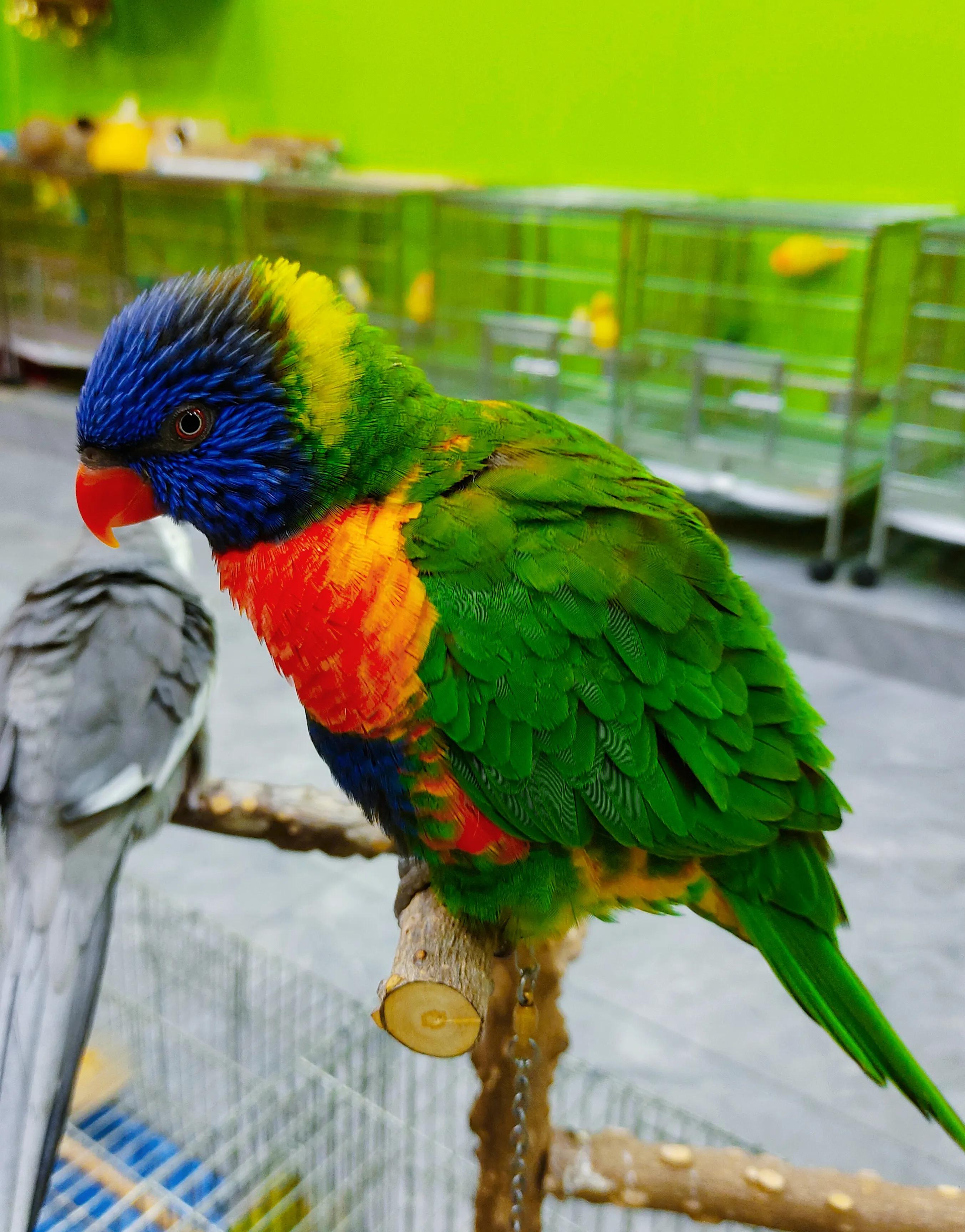 广西花鸟市场和南宁花鸟市场,广西平果花鸟市场在哪里
