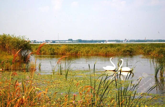 湿地可以开发什么旅游项目,黑龙江旅游必去十大湿地排名