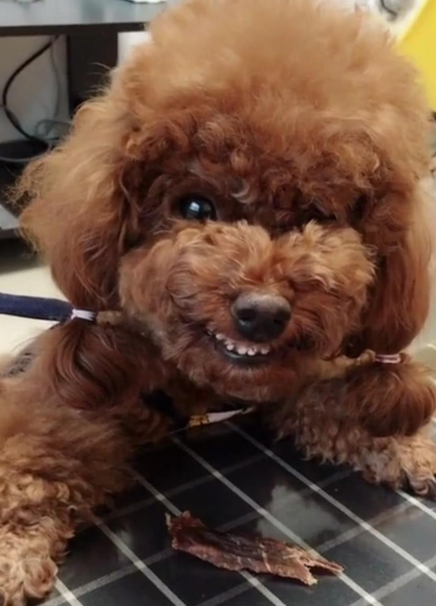 领养的泰迪咬人多次还要继续养吗,泰迪突然开始咬人了是不是打多了