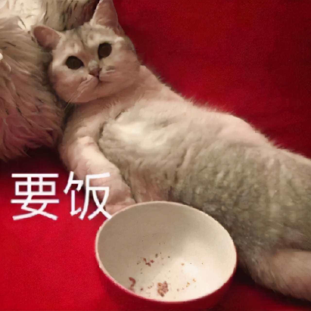 新手养猫哪种猫粮好,新手养猫什么猫粮好