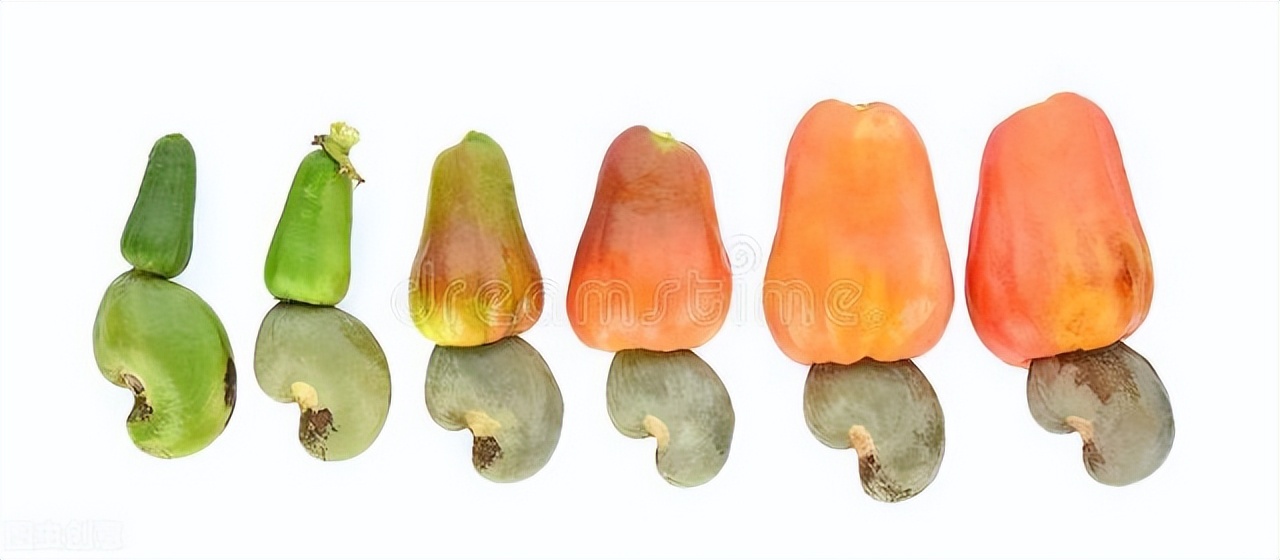 腰果为什么有毒呢,腰果的危害是什么