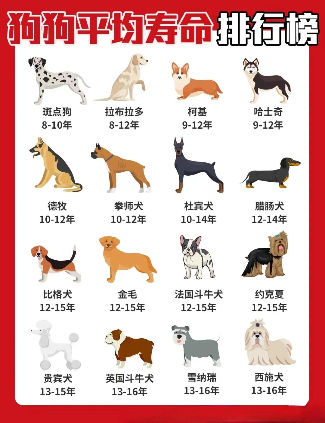 雪纳瑞狗狗的寿命,寿命最短的狗狗