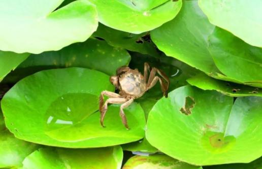 大闸蟹有什么商机,养殖大闸蟹一年可以赚多少钱
