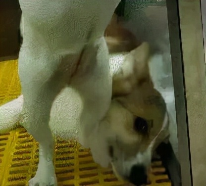 逛宠物店被宠物赖上后续,逛宠物店被狗子太活泼被买走