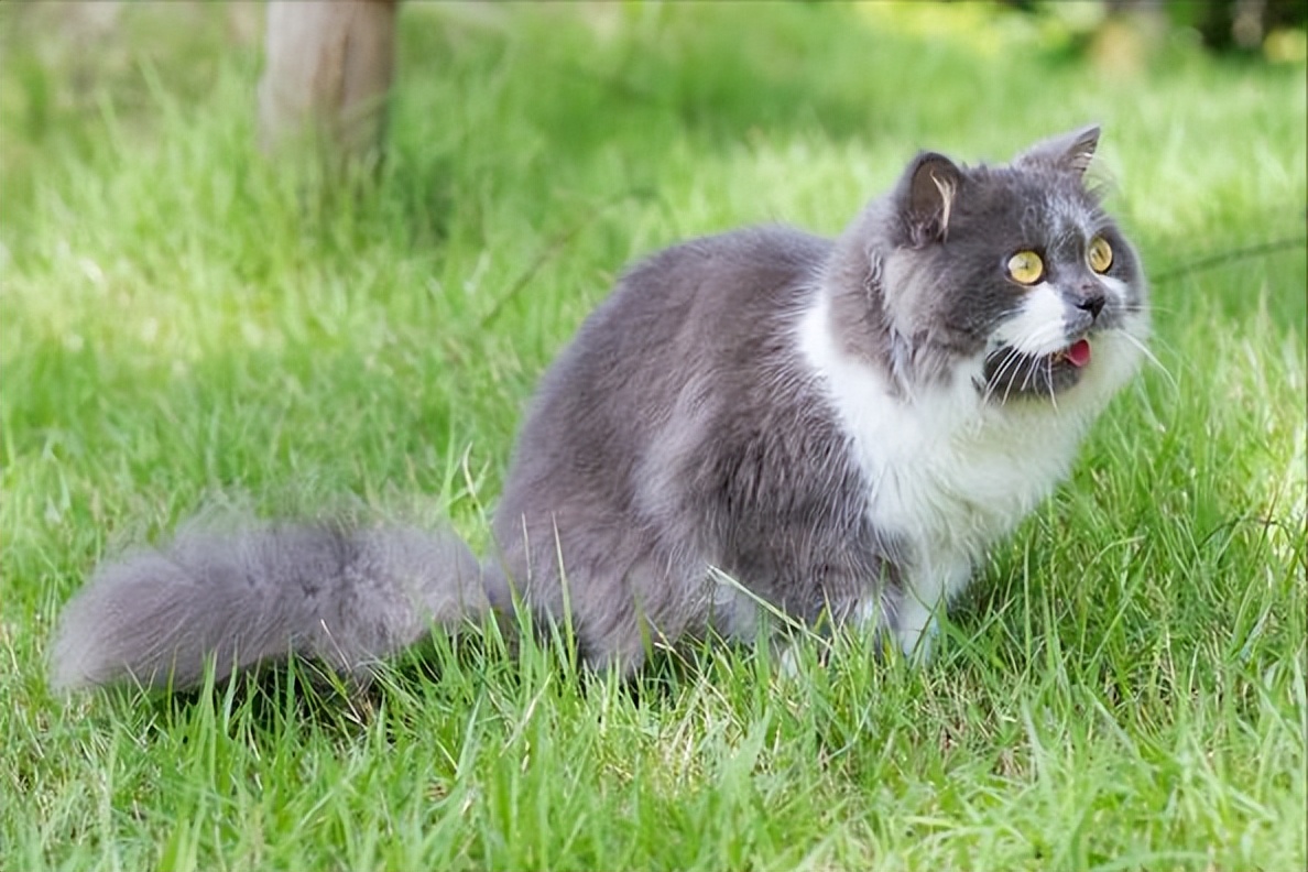 波斯猫怎么养才好养,波斯猫的优缺点是什么