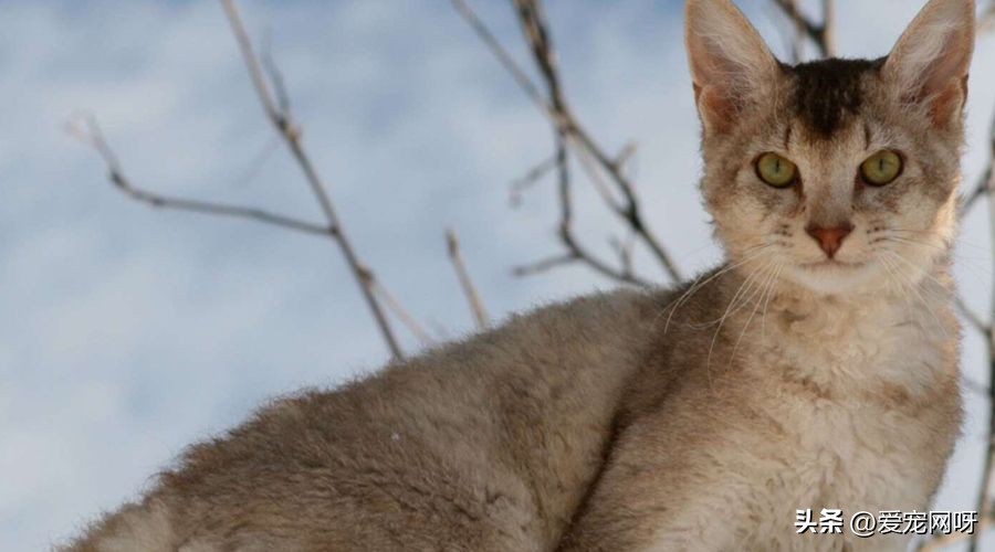 玳瑁猫咪是什么品种,猫咪品种大全及图片