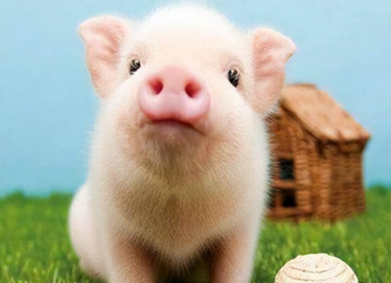 猪咳嗽严重怎样治疗,猪群晚上咳嗽白天不咳嗽