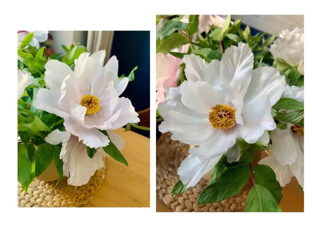 郁金香是不是智商税,郁金香是毒花吗