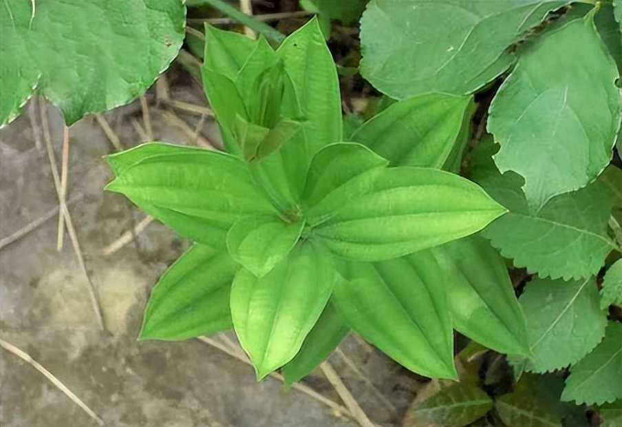 每天学一味中药百部,一味中药百部图片及功效