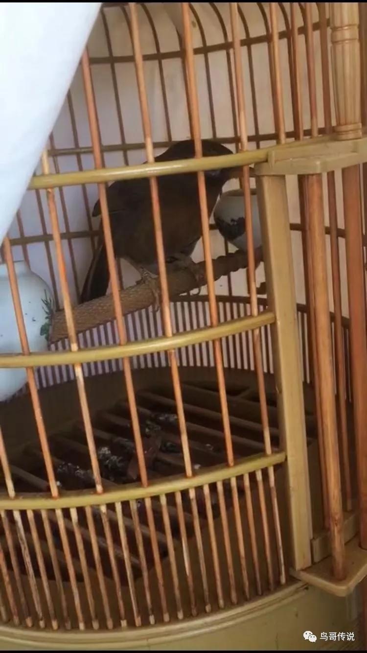 画眉鸟落性了怎么养,画眉鸟落性如何恢复