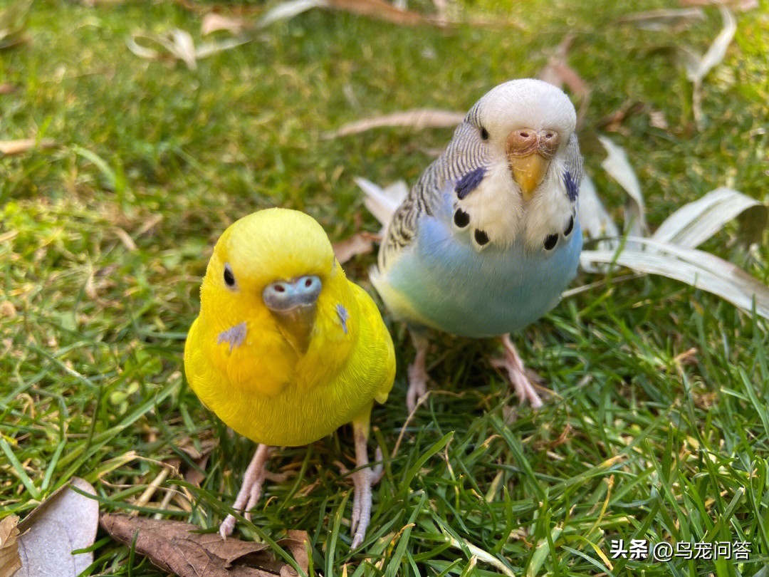 鹦鹉怎么增重,玄凤鹦鹉配粮增重