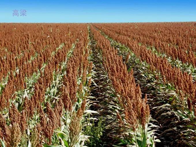 高粱品种图片大全,高粱乌米图片