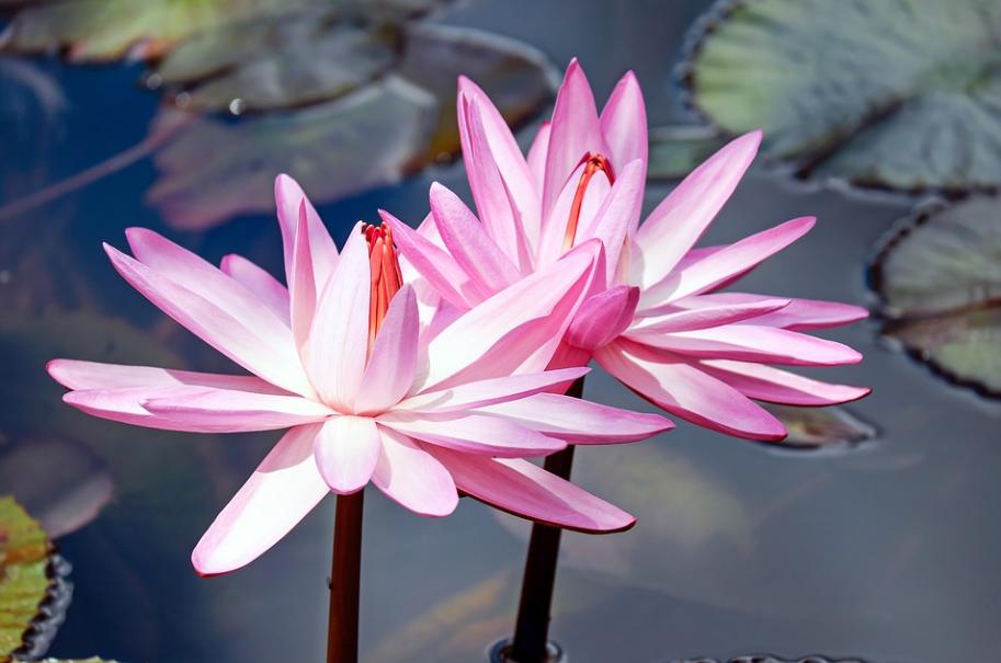 每日一花4.9：睡莲：水中女神，凌波锵玉步