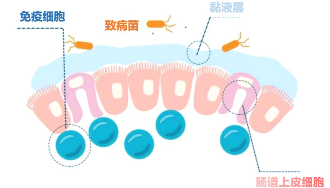 芽孢杆菌被你忽视的益生菌之王,芽孢杆菌抑制有害菌