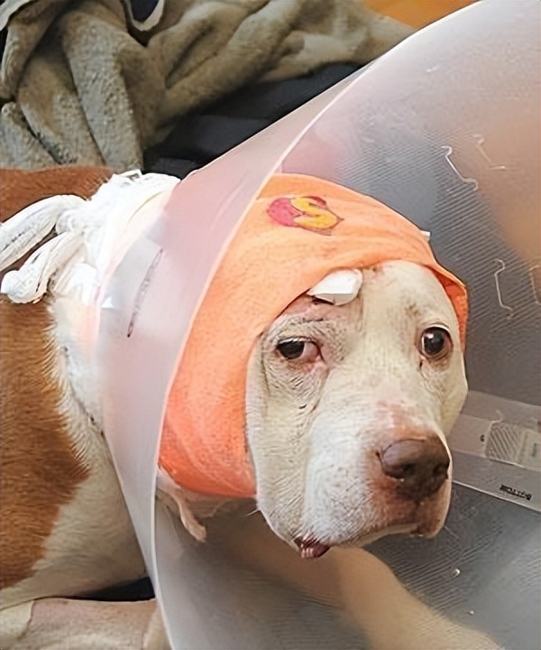 主人打狗严重会怎样,主人经常打狗狗会记仇吗