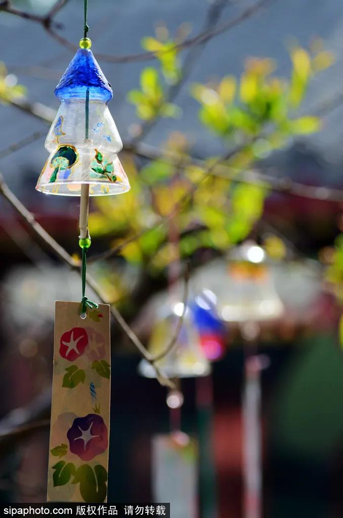 北京故宫的猫为什么叫御猫,故宫最萌的猫是什么猫