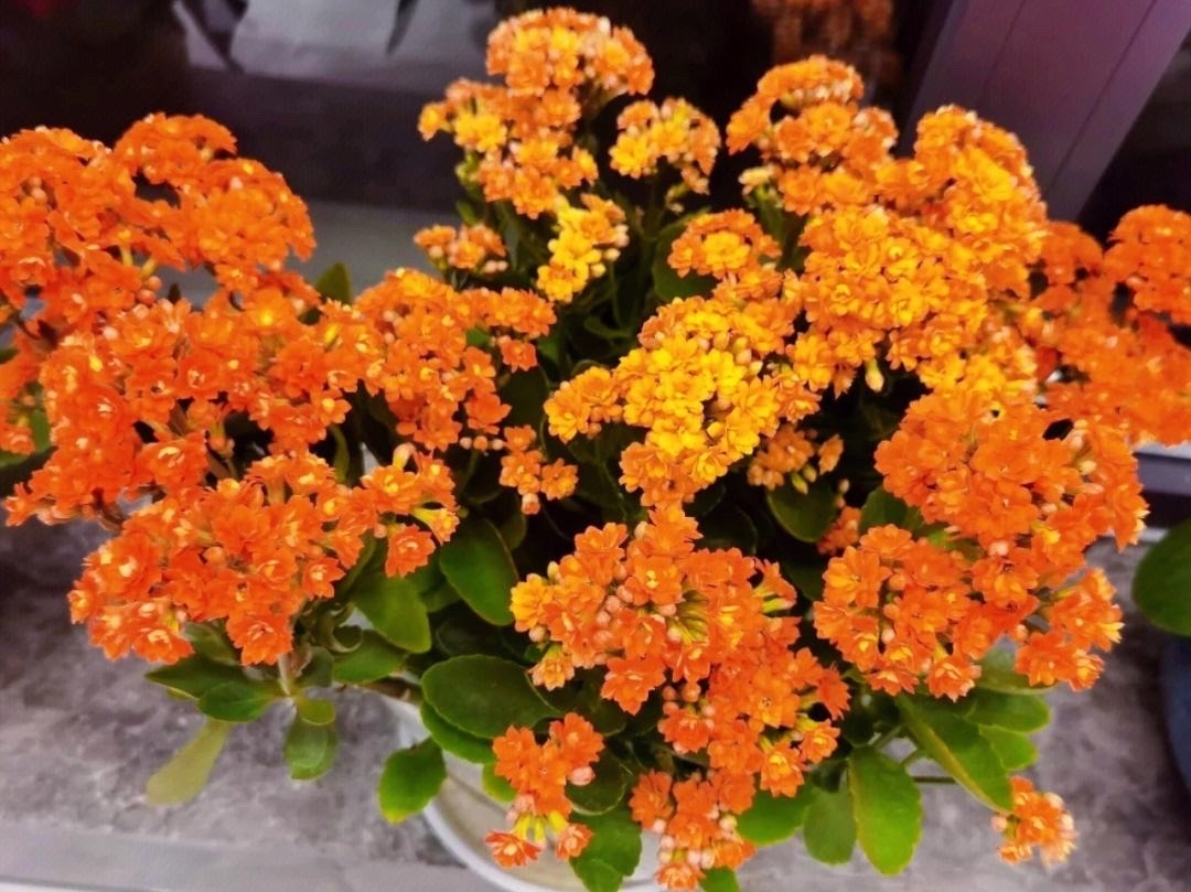 阳光照射短花期长又好养的花,7种漂亮的花喜阴怕阳光