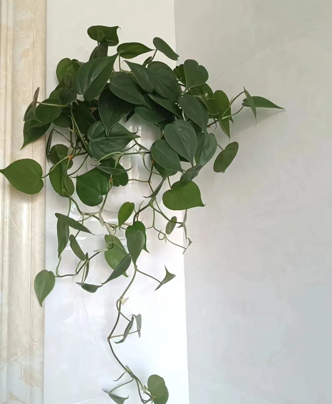 盘点24个常见蔓绿绒品种，叶色靓丽颜值高，总有一款撬动你的心！