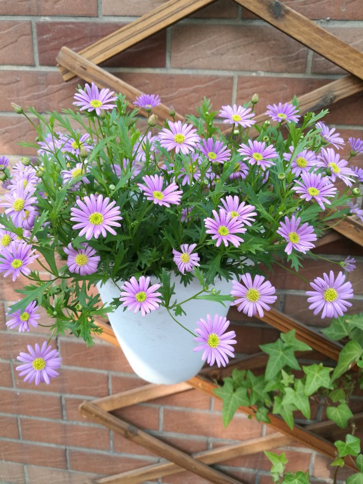 家庭客厅养什么花好看又旺财,客厅最吉祥的三种花