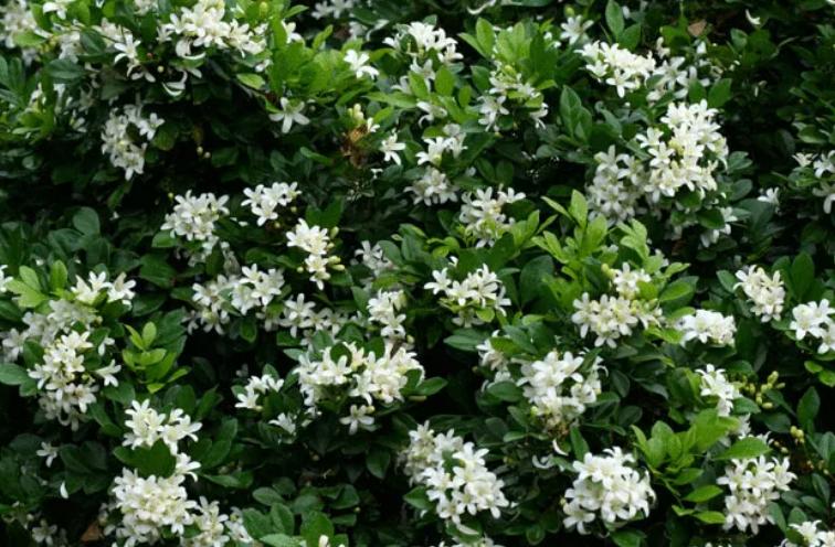 香花庭院,庭院香花