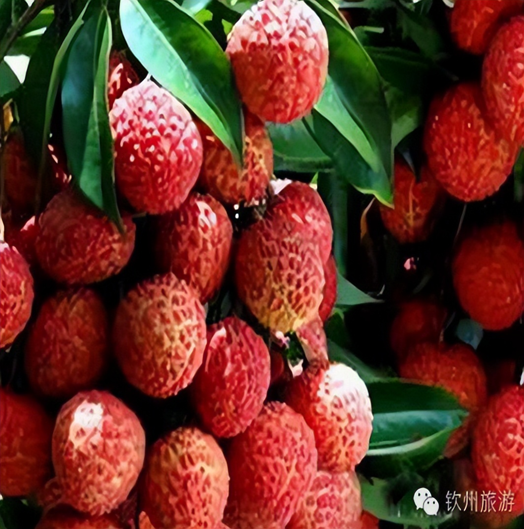 2020年灵山荔枝采摘地点,广西灵山荔枝现摘现吃