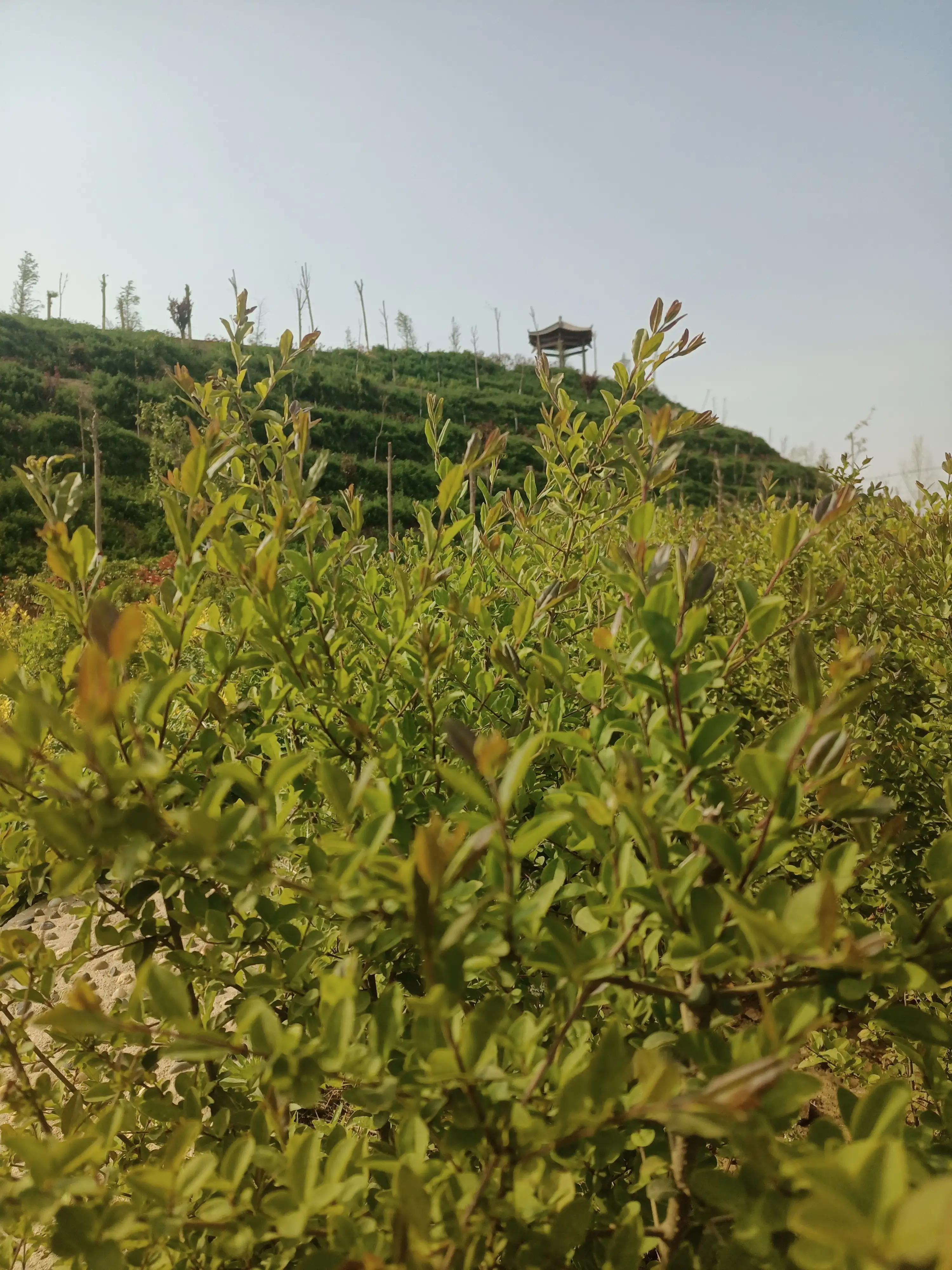 闲来无事荡秋千视频,山中荡秋千