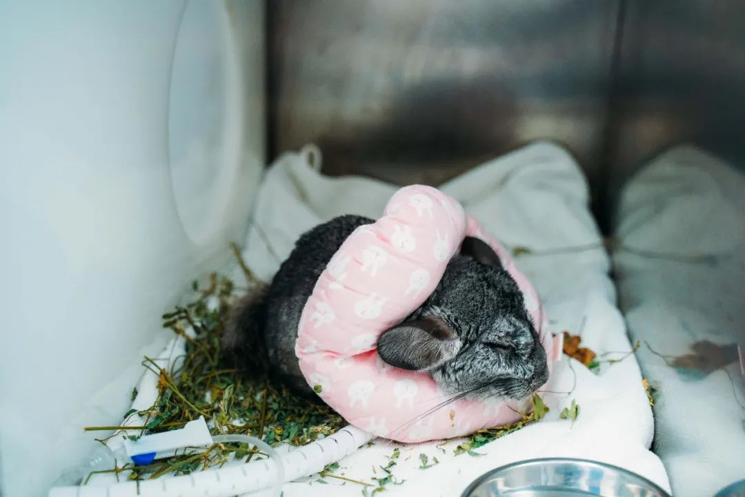 给壁虎接生、帮乌龟切肿瘤……上海异宠医院的一天